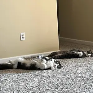 Just Try 2PCS Cat Grass Treats with Salmon & Catnip | Hairball control and Training treats | Teeth cleaning snack Reduce plaque  (13.4oz, Salmon & Catnip Flavor)