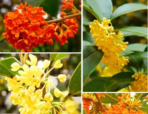 25 Mixed Osmanthus Flower Seeds Fragrans Yellow Orange Bonsai Sweet Olive
