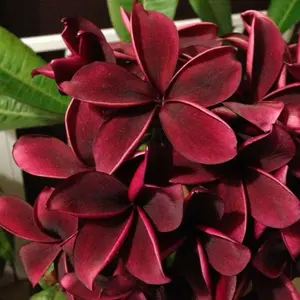 Rare Deep Red Plumeria Seeds Plants Flower Perennial for Spring Summer Garden Patio Decor