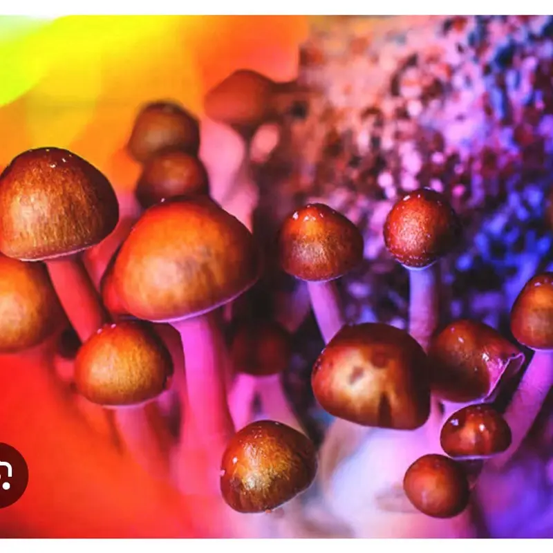 Mushrooms Mushrooms