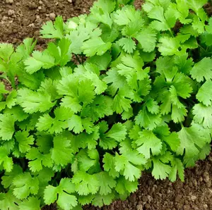 200 Whole Cilantro Seeds for Planting, Coriander Seeds Heirloom Vegetable for Home Garden
