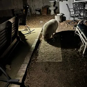 FABSTYL Solar Clip Lights with Motion Sensor,IP65 Waterproof Wireless Security Lighting for Yard, 4-Color Adjustable Outdoor Solar Flashlight with Remote Durable High Lumens 2 Pack