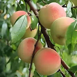 2 live White lady PEACH trees 2 ft tall now sweet fruit semi dwarf variety