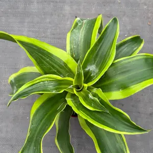Dracaena Twister 4” – Curly Spiral Dracaena | Easy Care Indoor Plant, Air Purifying, Low Light Friendly Houseplant