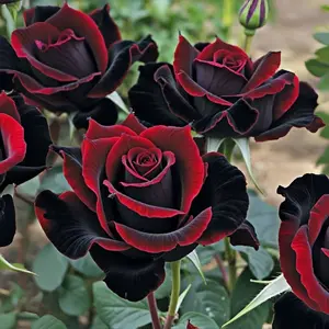 100pcsMixed Climbing Roses Seeds: Heirloom Perennial Flowers for Indoor and Outdoor Gardens, Drought-tolerant Rosa Vine Climber with Long Blooming Period, Attracts Pollinators