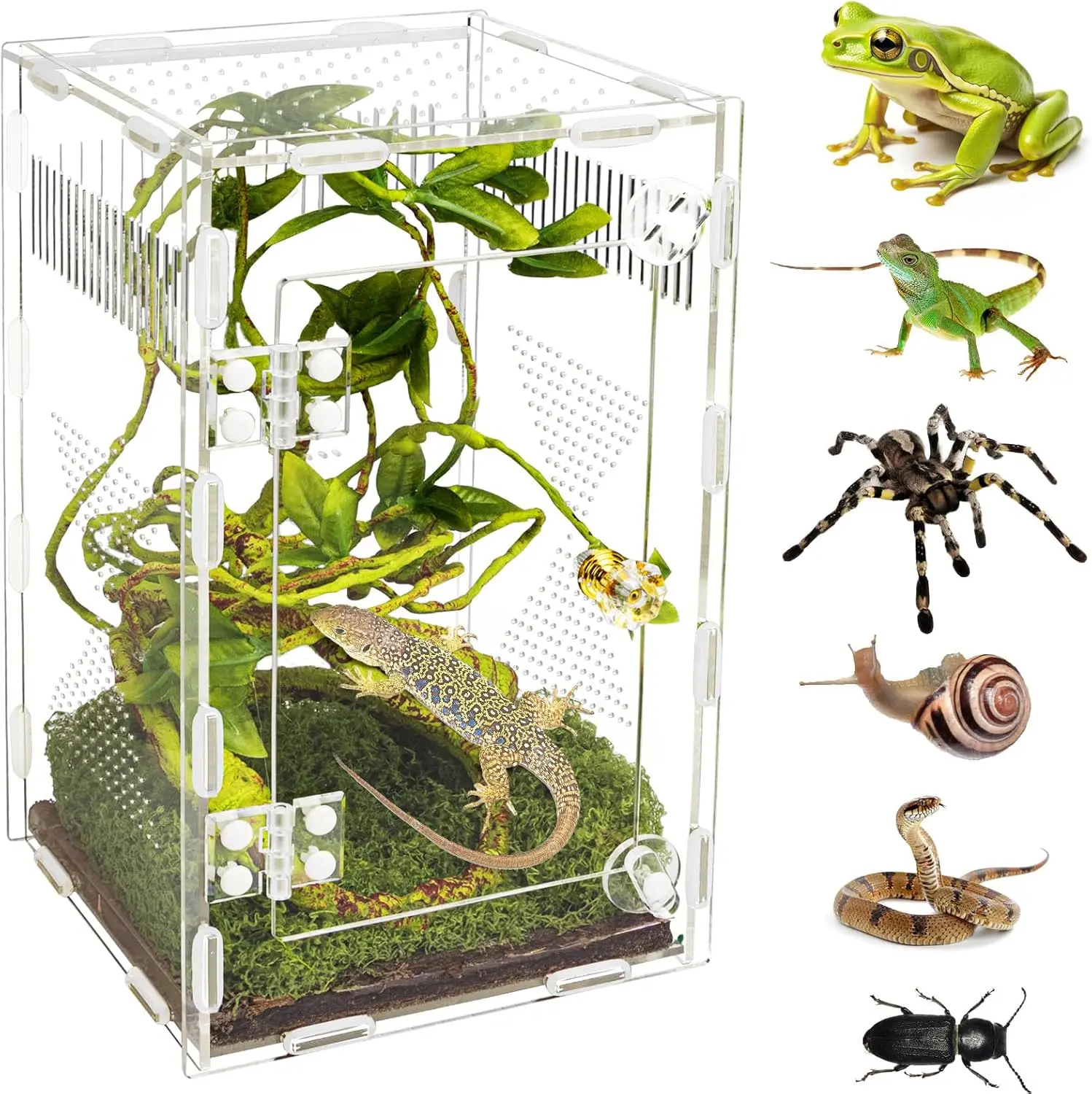 Transparent Rectangle Reptile Terrarium - Single Unit Easy-Assembly Enclosure for Spiders, Praying Mantises, Frogs, and Insects