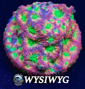 JF Dayglo Favites