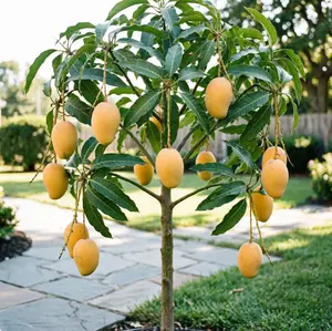 （ML#ZR）Live Mango Tree Seedling | Tropical Fruit Plant for Home Garden | Patio & Backyard Growing Tree | Container Friendly Mango Sapling