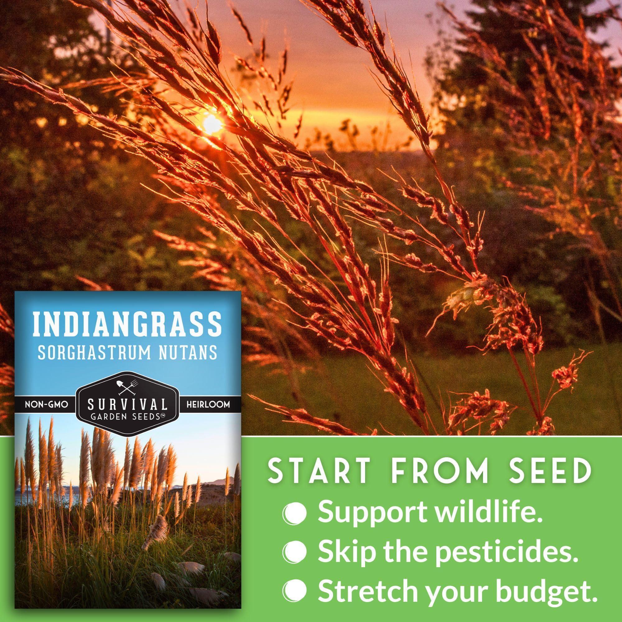 Survival Garden Seeds - Indiangrass Seeds for Planting (Sorghastrum nutans) | Golden Prairie Plant | Drought-Tolerant North American Native Grass - 1 Pack