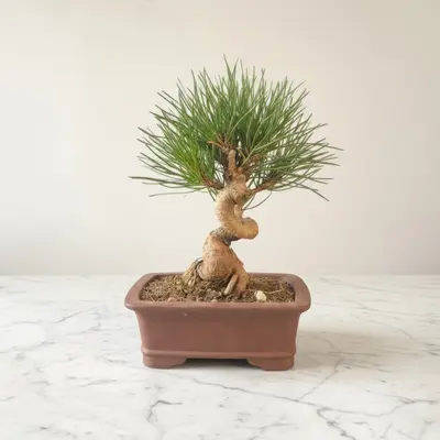 Potato Bonsai - TikTok Shop
