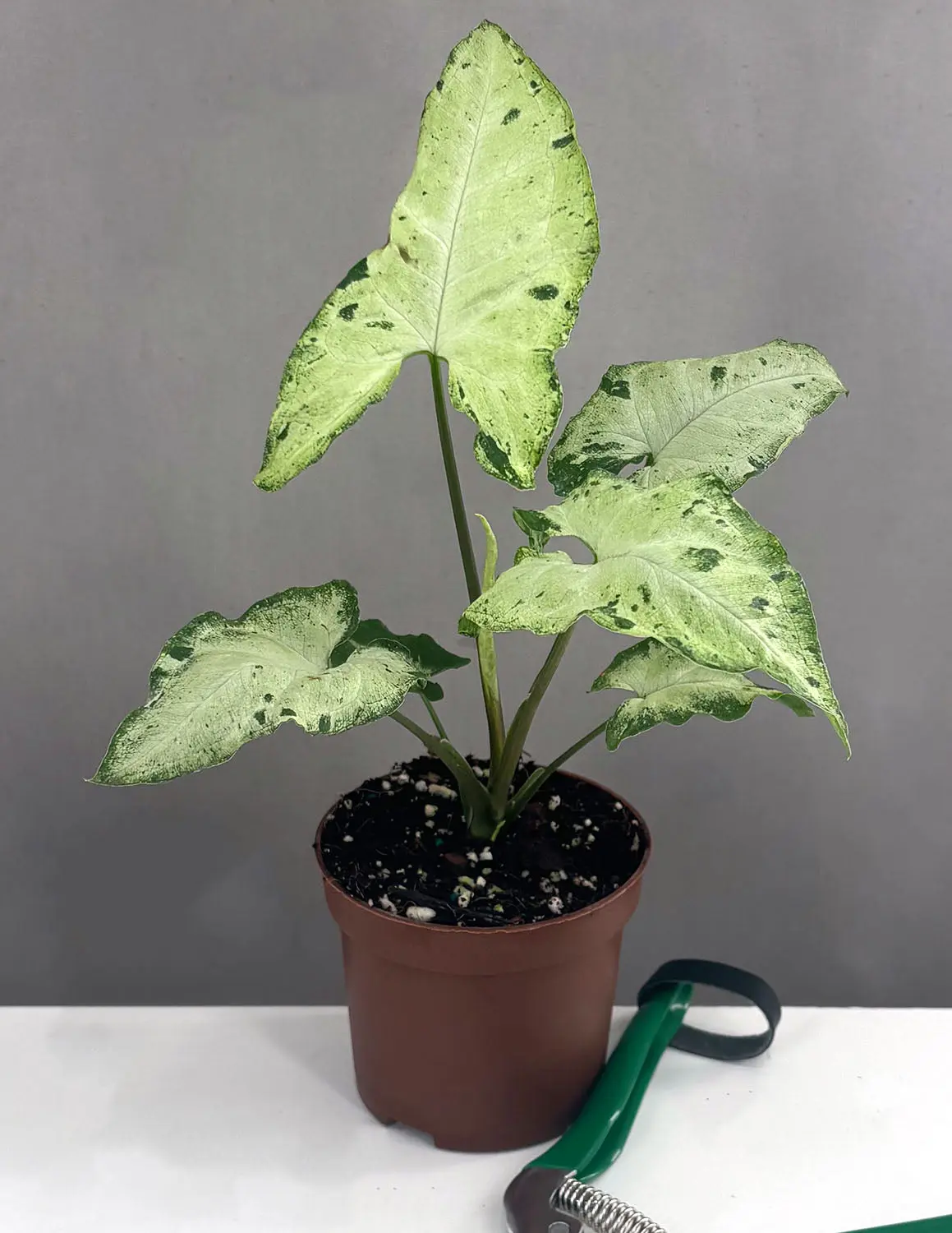 Syngonium Green Freckles