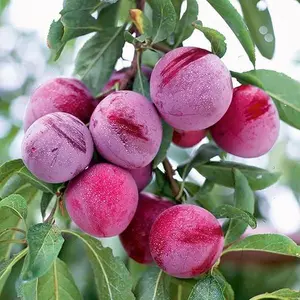 150+ Tropical Beach Plum Fruit Tree Seeds for Planting Outdoor Prunus Maritima Growing Your Own Delicious Fruit in Garden Fresh Flavorful Varieties