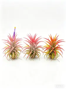 Live Tillandsia Ionantha Air Plant - Soilless, Low-Maintenance Indoor Live Plant for Home Office Desk Decor, Gift (Home Improvement, Garden Supplies, Cacti & Succulents)