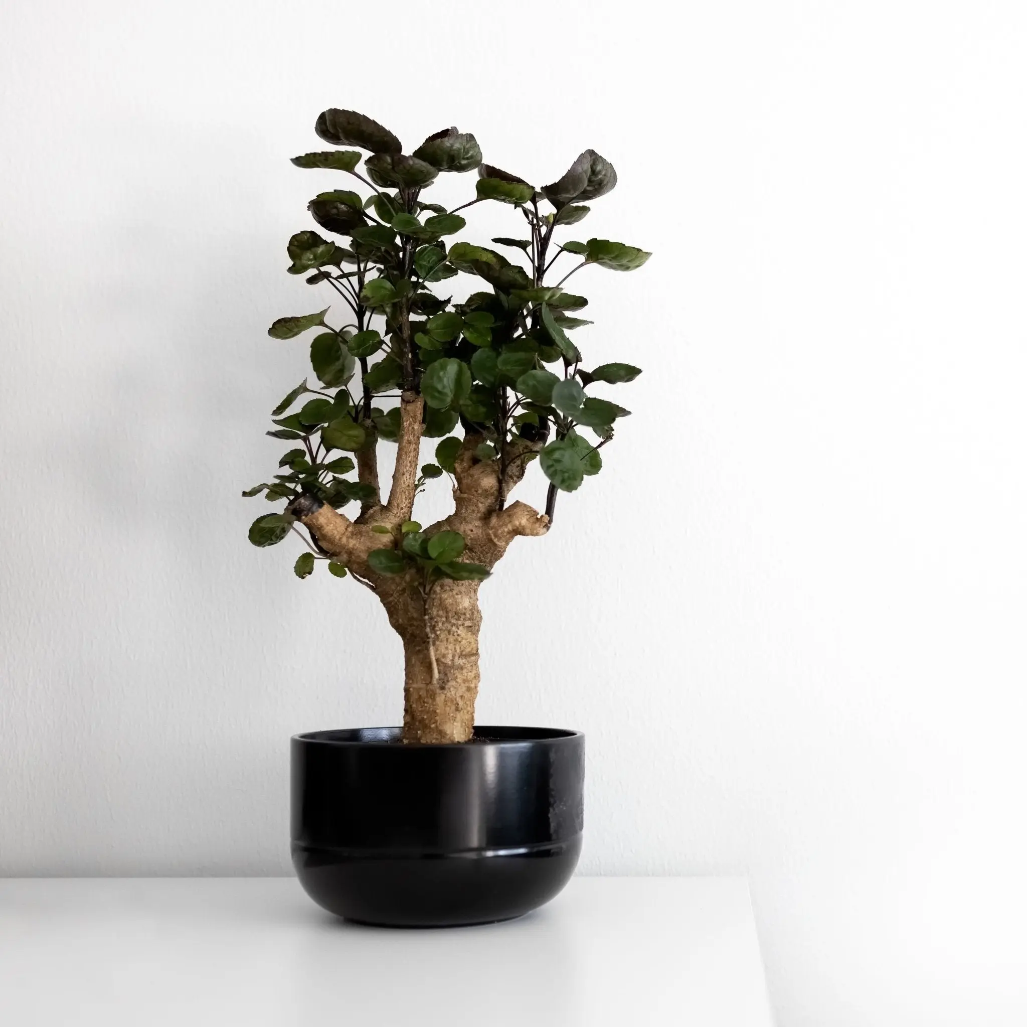 Aralia Fabian Stump
