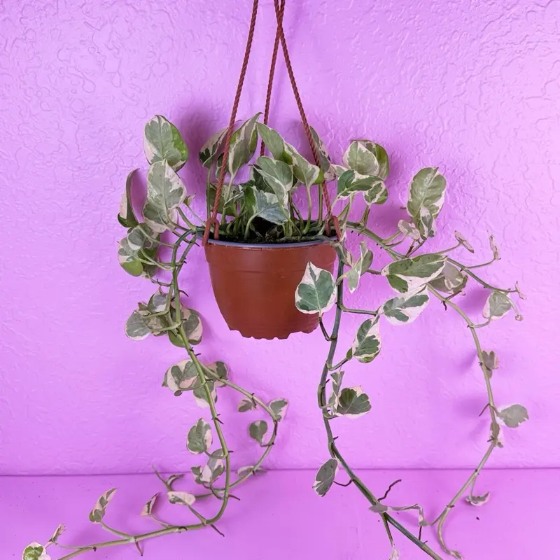 Pothos Pearls and Jade HB 6” | Variegated Pothos | Hanging Basket