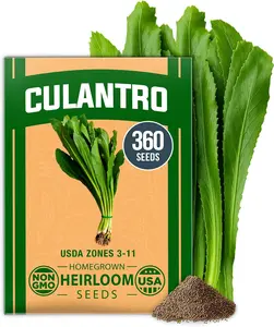 Culantro Seeds – Heirloom Eryngium Foetidum Herb Seeds for Planting – Slow-Bolting Cilantro Substitute with Robust Flavor – Thrives Indoors & Outdoors for Home Herb Gardens