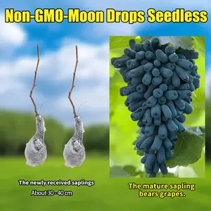 Non-GMO-Moon Drops Seedless Sapphire Rose Gine Grape Saplings Sweet Juicy Long Grapes Ideal for Home Gardens & Patios