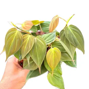 Philodendron Micans 4" Indoor House Plant for Livingroom Decor | Rare Philodendrons Velvet Leaf Trailing Plants Vine SALE | Indoor Live Plants Gift | Houseplant Easy Care