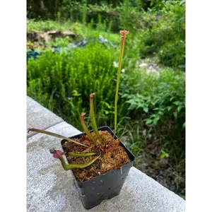 Sarracenia Judith Hindle