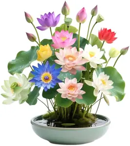 20 lotus seeds, unique varieties, mixed colors, detailed planting guide included, great for ponds, water gardens and gifts, high germination rate, easy to grow