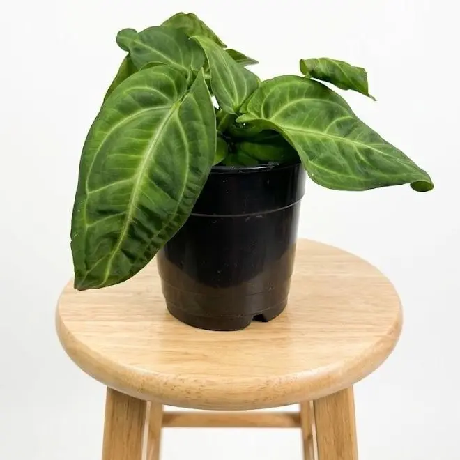 fertiliser for fiddle leaf fig Slow Release Fiddle Leaf Fig Plant Food – The Grow Co