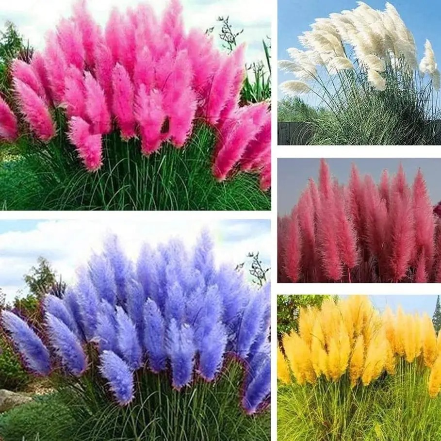 1000+ Mix Pampas Grass Seeds for Planting Cortaderia Selloana Seeds Heirloom Ornamental Plants Decor Garden Tall Feathery Blooms Blue White Pink Red Yellow