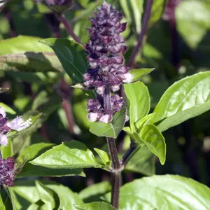 Cinnamon Basil (Ocimum basilicum 'Cinnamon') Organic Seeds – Warm Spicy Aroma, Culinary Herb for Herb Gardens and Unique Recipes