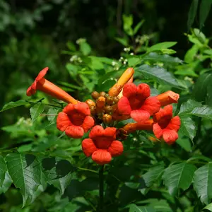 300 Premium Hummingbird Trumpet Creeper Vine Campsis Radicans Seeds Hardy Drought Tolerant Fast-Growing Striking Showy Accent Privacy Screen plant seed