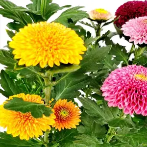 500 Mixed Color Ping Pong Flower Seeds