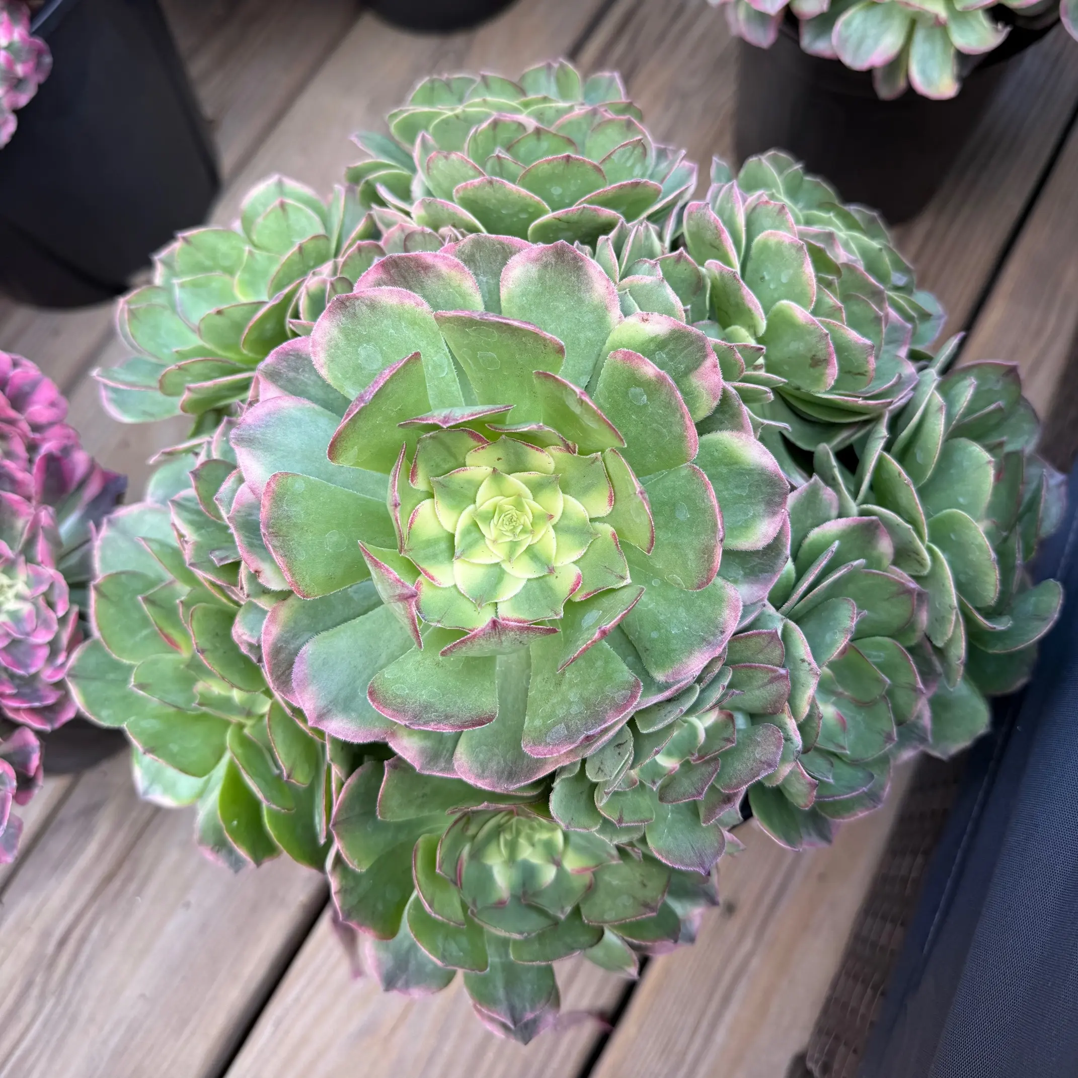 Aeonium Sea Wave Variegated Succulent Bouquet - 8-12 Inches Wide, Unique Colorful Design, Perfect for Home Decor or Gift
