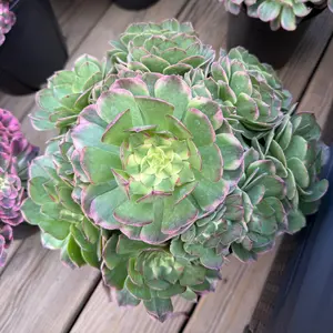 Aeonium Sea Wave Variegated Succulent Bouquet - 8-12 Inches Wide, Unique Colorful Design, Perfect for Home Decor or Gift