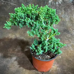 Juniper Procumbens Live Bonsai Tree 4” Grow Pot- Small Bonsai Plant - Plant Lover Gift- Indoor Outdoors Lucky Unique Housewarming Gift Plant