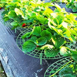 Strawberry Plant Stand (4pcs/set), Multi-Scene Compatibility, High-Strength Material, Fruit Hanging Climbing Dual Function, Balcony Garden Universal