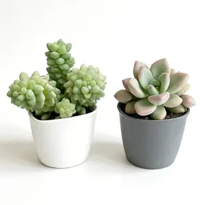 2 Inch Sedum Morganianum Burrito and Pachyphytum Blue Haze Plump Blue Green Trails and Frosted Blue Purple Leaves Drought Tolerant Collector Combo
