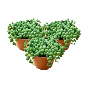 3pcs String of Pearls, Live Succulent Plants in 4in Planter, Hanging Trailing Succulent for Home Garden Decor, Easy Survive Partial Sun, Great for DIY Projects