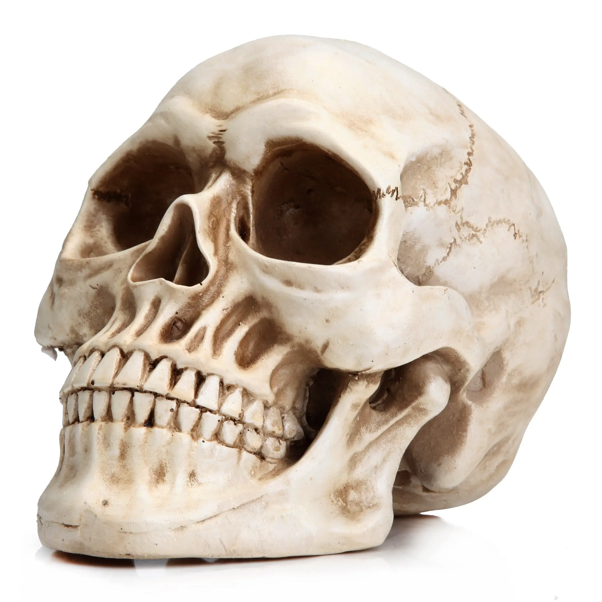 Resin Skull Head Model, Home Decor, Decorative Home Ornament, Halloween Statue, Bookshelf and Desktop Skull Model, Spooky Decoration for Living Room, Decorative Figurines, Resin Figure, Decorative Sculptures