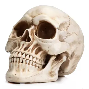 Resin Skull Head Model, Home Decor, Decorative Home Ornament, Halloween Statue, Bookshelf and Desktop Skull Model, Spooky Decoration for Living Room, Decorative Figurines, Resin Figure, Decorative Sculptures