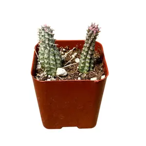 2" Variegated Corn Cob Cactus Multi (2 Plants) – Euphorbia Mammillaris F. Variegata – Live Plant