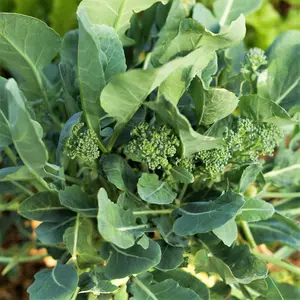 TomorrowSeeds - Broccoli Rabe Seeds -  Broccoli Raab Spring Rapini Broccolini Broccoli Broccoletti Turnip Greens Non GMO 2024 Season