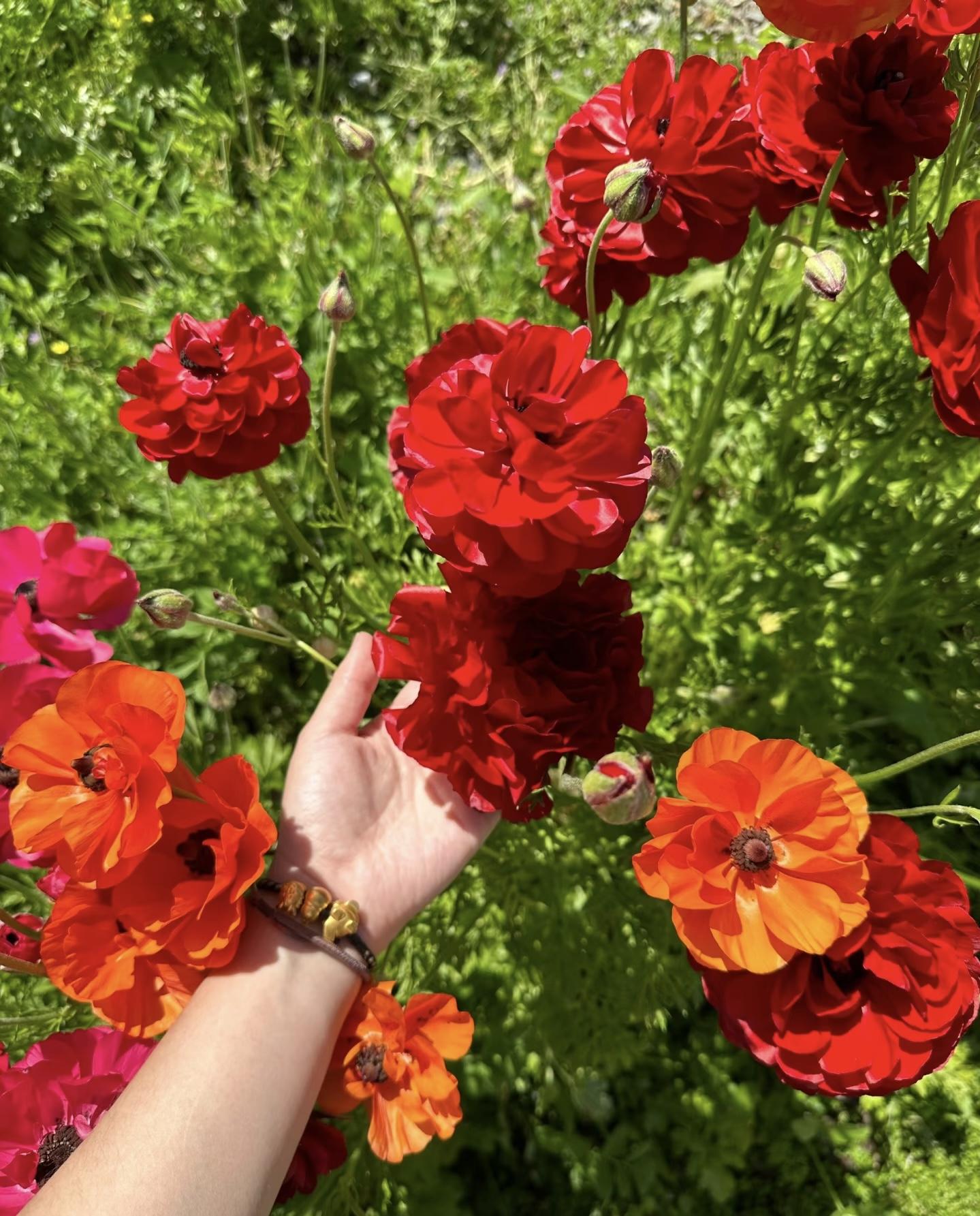 High Germination Mixed Anemone Seeds | Perennial Colorful Garden Flowers