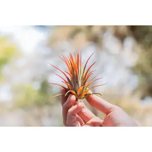 Large Tillandsia Ionantha Rubra Air Plants [10 or 20 Pack] Low Maintenance House Plant Decor - Whimsical - Vintage - Air Purifying - Self Care - Healthy Living