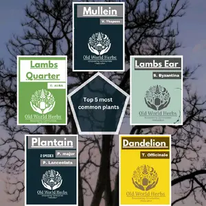 5 PACK PRINTED ZINE Booklet - Traditional Uses and Plant ID TOP 5 MOST COMMON PLANTS | USA