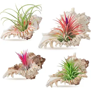 4 Pack Conch Sea Shell Air  Holders- 4-5 inches  Airplant Pot, Decorative Tillandsia Succulent Display Container for Gardening Housewarming Gifts  Table Decors, No