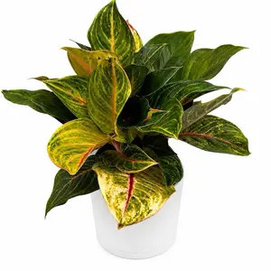 XL Aglaonema Golden Fluorite 8" Pot Beginner Friendly Variegated Green & White Leaves Easy Care Decorative House Plant