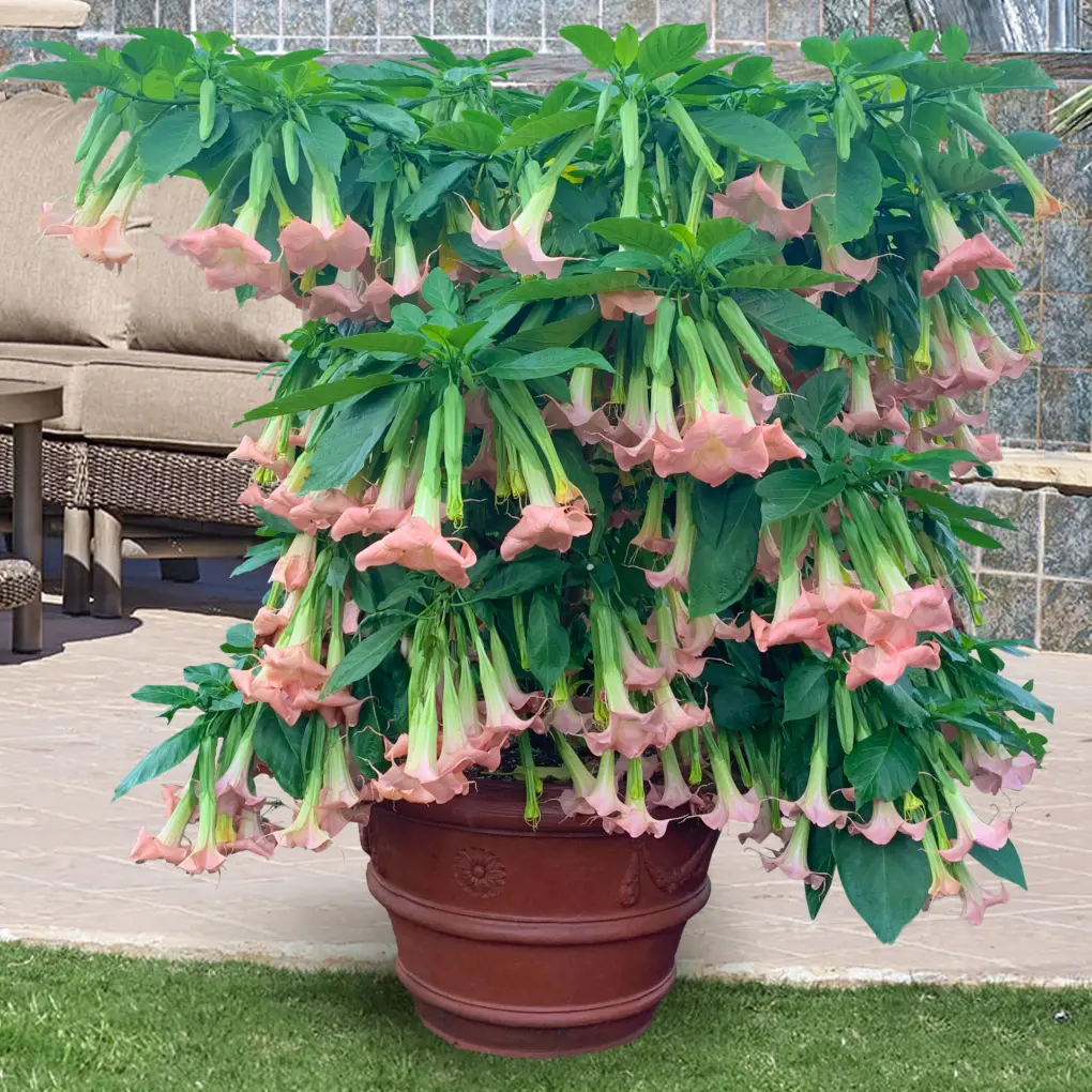 LIVE PLANT 2ft Brugmansia  arborea Pink Angel's Trumpet