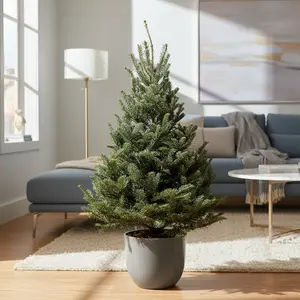 3'-4' Fraser Fir Christmas Tree with Stand