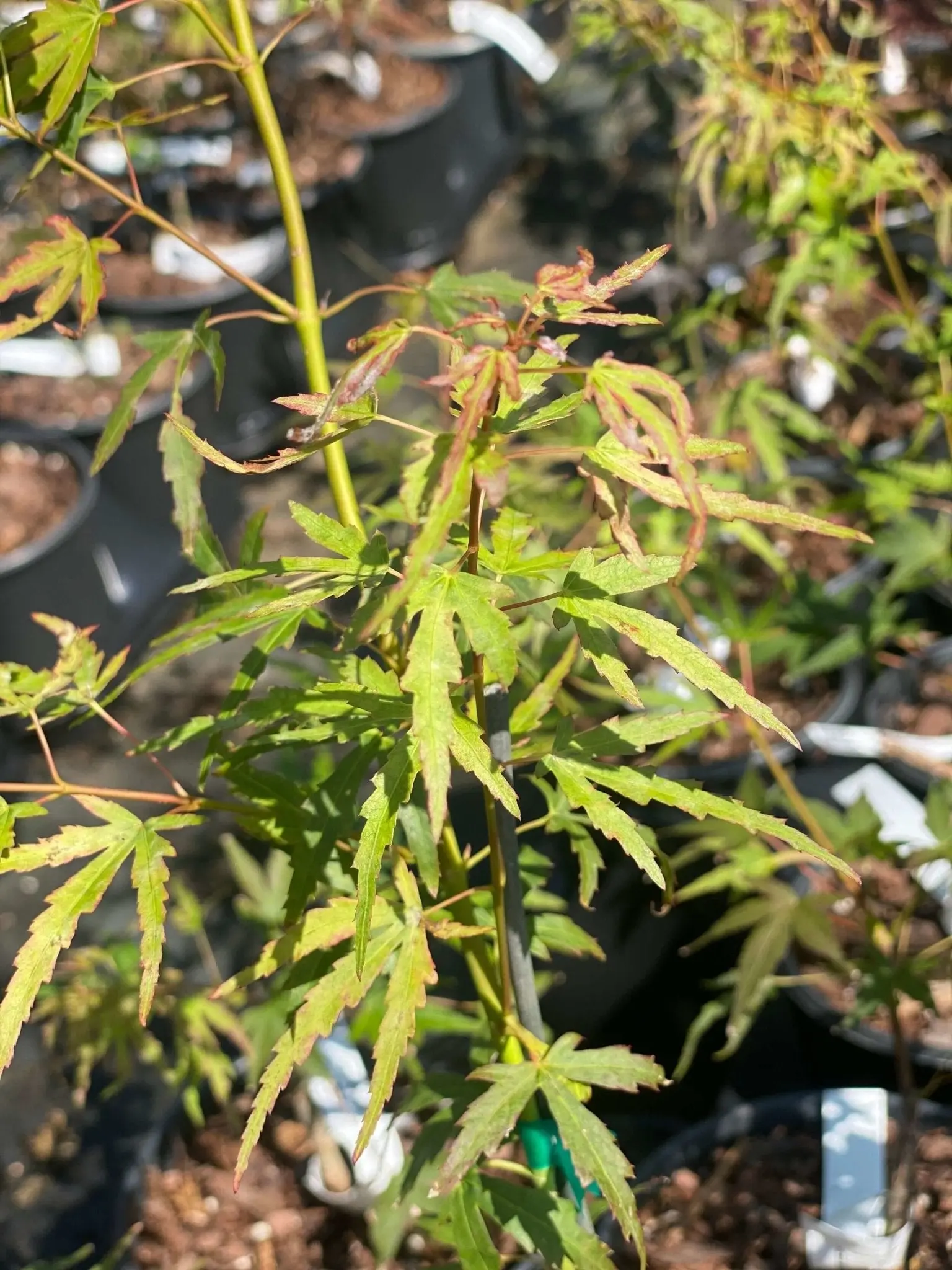 Acer palmatum 'Diana' Dwarf Japanese Maple