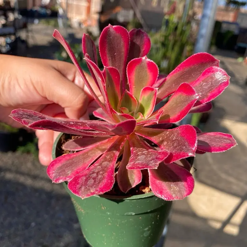 Aeonium Chanel Variegated Live Succulent - Vibrant Red & Pink Leaves in 4” pot - Korean Plant Variety