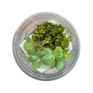 Water Lettuce, Salvinia and Duckweed Mix – Live Floating Plants for Aquariums, Ponds & Betta Tanks