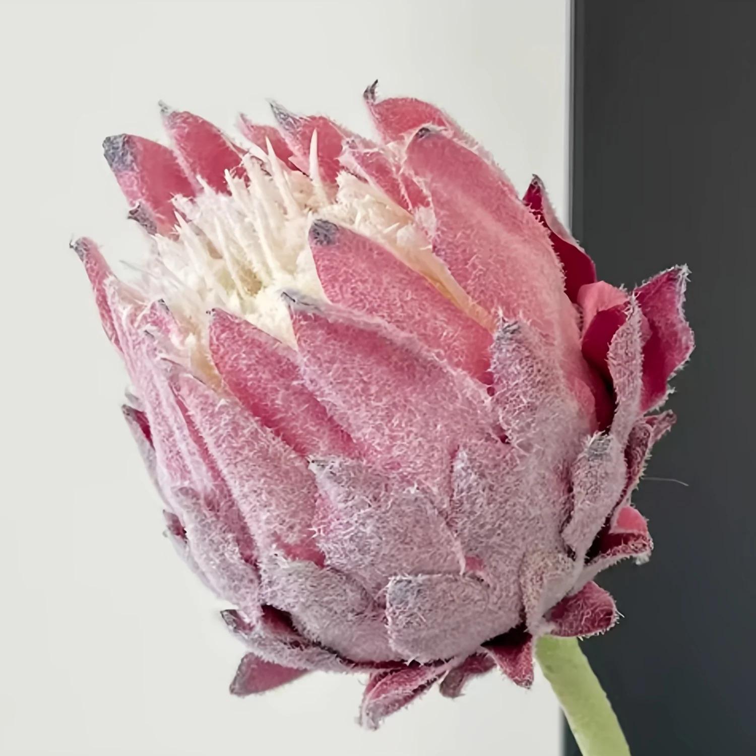 7 Stems/1 Bunch 7.87 Inch Flowers Detachable Large Headed Artificial Protea High-Quality Latex Flowers with Ful